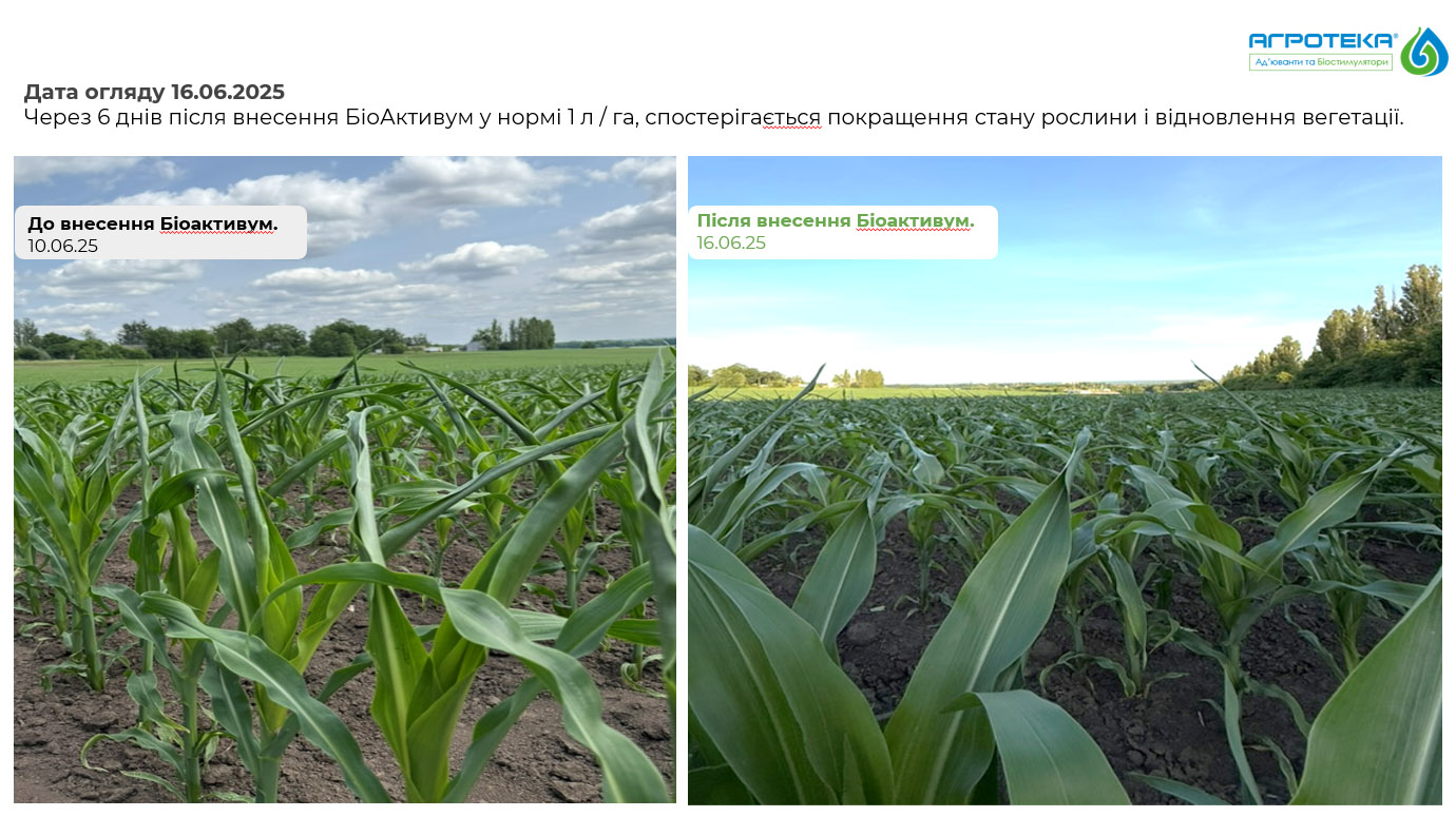 внесення Біоактивум на кукурудзу_ Агротека