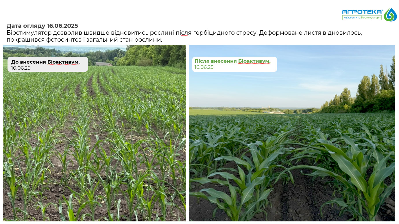внесення Біоактивум на кукурудзу_2_ Агротека