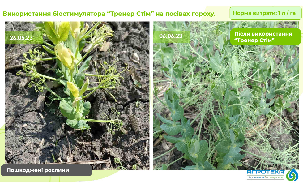 вплив рослинного біостимулятора тренер стім