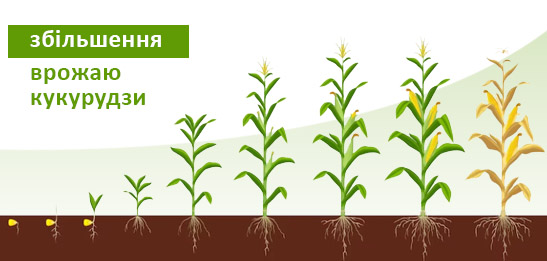 збільшення врожаю кукурудзи