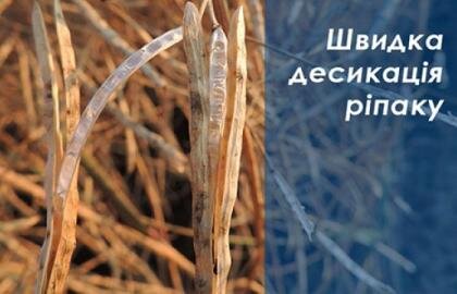 швидка десикація ріпаку з глайдер
