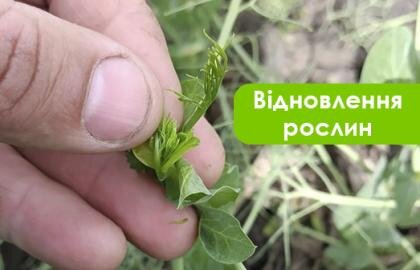 відновлення рослин від стресів з тренер стім