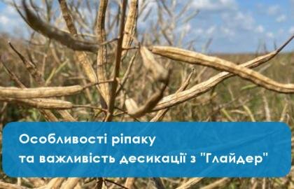 Особливості ріпаку та важливість десикації з "Глайдер"