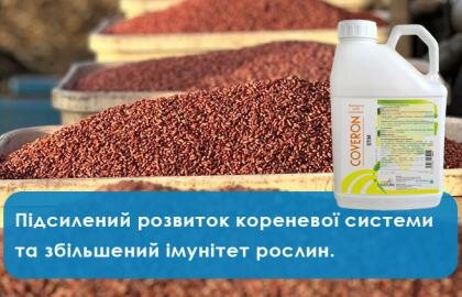 підсилений розвиток бічної кореневої системи з біостимулятором Коверон Стім