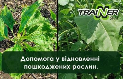 Допомога у відновленні пошкоджених рослин. Тренер Стім